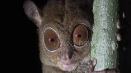 The eyes have it! A Tarsier takes a leap into a dark Borneo rainforest