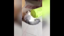 Naughty cat play time.The cat is very agile and loves to play.Those who see the cat look very enchanted go after the cat in love.