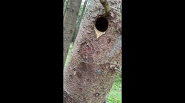Spotted Woodpecker Chicks