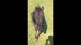 Archimedes the miniature stallion enjoys free run at home farm in Suffolk