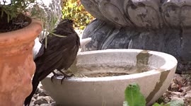Female Blackbird taking a bath