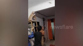 Indonesian family puts pet cat on a chair to catch 12-inch long gecko that invaded home