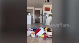 Adorable dog and his owner recreate classic Toy Story scene