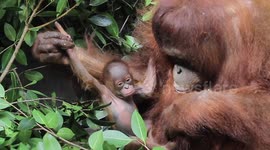 Baby orangutan born in Indonesia boosts numbers of the critically endangered species