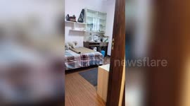 Intelligent dog completes its bedtime routine as instructed by owner