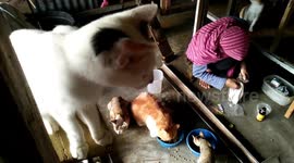 Residents in Padang, Indonesia Rescued Tens of Abandoned Cat Tails to be Given a Decent Life