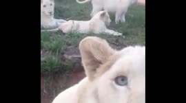 Incredible Safari Moments Caught on Camera FB