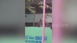 Aggressive bird attacks stray cat that walked too close to its tree