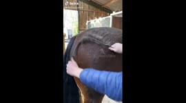 Satisfying video, horse shedding coat
