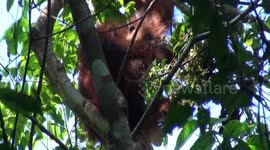 Treetop dining: young male Bornean orangutan eats Rangas fruit in the sunshine, back-lit in an orange halo, near Kinabatangan River, Sabah, Malaysia.