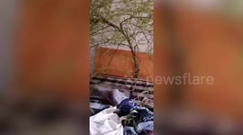 Chinese man finds bamboo growing out his bed's headboard after being away for months