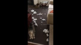 Dog destroys $5000 sofa when owners leave home for the first time after COVID-19 lockdown