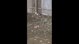 Cat get scary