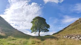 Famed 'Sycamore Gap' tree, featured in major films, found cut down