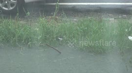 Ducks get scared by the thunder during a tropical storm, they form a perfectly straight line and head for home.