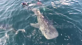These whale sharks off Indonesia's coast devour 500kg of anchovies every day