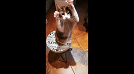 Cute curious cat politely asks to sniff the herbs