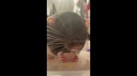 Rat ASMR enjoying a yoghurt drop