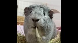 Guinea pig enjoying hay