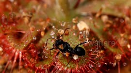 Rarely seen footage of carnivorous plant trapping a giant black ant