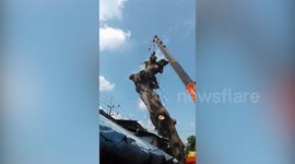Truck-mounted crane topples over while felling tree in Indonesia