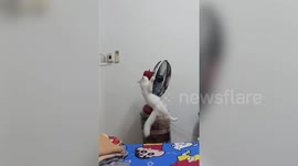 Naughty kitten pulls over electric fan after climbing on top of it