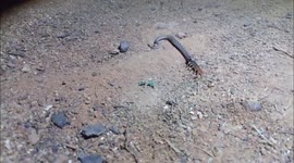 Snake beats centipede in intense wrestle and then swallows it whole in India
