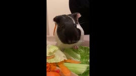 Guinea pig salad ASMR