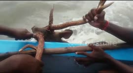 Lost deer rescued out at sea off coast of south India