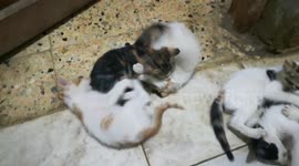 5 Twins Home Fight