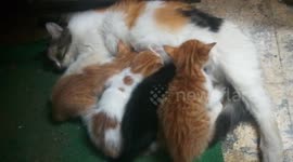 Exhausted Mummy Cat With 4 Twins Kitties