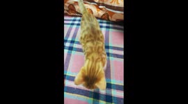 How Kitty Like His Football Game With Owner