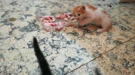 Hungry Kitty Eats Small Chicken Bones