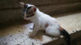 Twins Kitties Play On Stairs