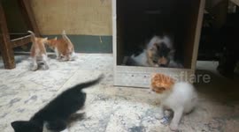 Five Kitties Family Play Around Mummy