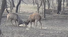 Fascinating moment male sambar deer fight to win female's love in northern India