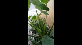 Chinese resident films rare occasion her elephant ear plant blooms
