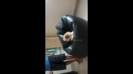 Playing with Lhasa Apso