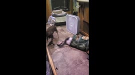 Silly cat sneak attacks dog