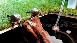 Pair of turtles do synchronised cannonball dive into pool