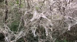 'Halloween decorations!' Toronto forest glazed with webbing as thousands of caterpillars invade