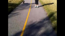 Happy Tabby walking on a leash in public park
