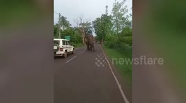 Wild male elephant runs amok and tries to topple cars in eastern India