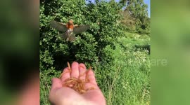 UK mum forges a lockdown friendship with a robin