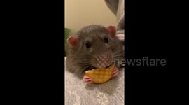 Feeling stressed? Watch these ASMR rodents eat delicious treats