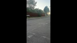 Scaredy cat runs away after being confronted by two angry magpies