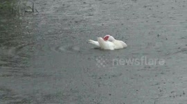 The happy duck enjoying a tropical storm on his pond.