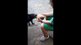 The dog helps the man peel the coconuts shell