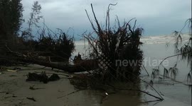 Hundreds of pine trees swept away by ocean waves in Indonesia