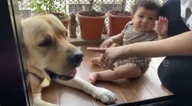 Baby’s playtime with a furry friend